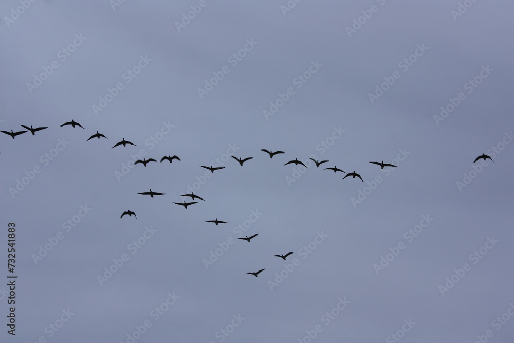 Flock of Wild Geese in the Evening Sky Migrating to the South in Autumn, Brandenburg, Germany

