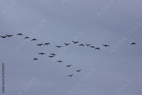 Flock of Wild Geese in the Evening Sky Migrating to the South in Autumn, Brandenburg, Germany
