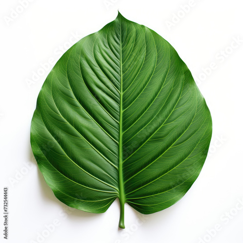 tropical leaf isolated in white background with clipping  path