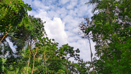 Tableau sur toile Lush green forest trees with the sky in the bright white background of the empty