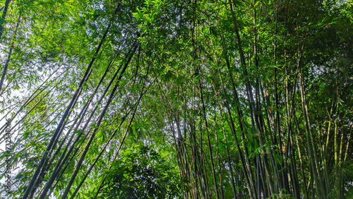 Lush green bamboo tree forest in Indonesia