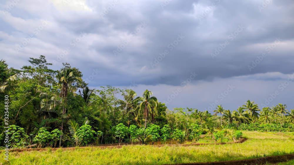 View of beautiful rice fields with cloudy skies in Indonesia View of beautiful rice fields with cloudy skies in Indonesia