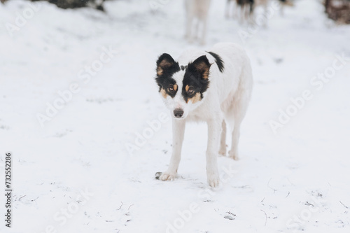 A black and white fluffy hungry homeless dirty rural mongrel dog stands in the snow in the cold in winter, waiting for food from people. Animal photography, outdoor portrait.