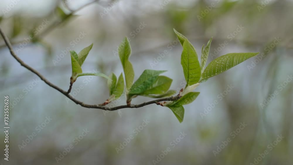 Young fresh green leaves sway in the wind. New foliage on fruit tree in farm garden without people. Springtime when nature begins to awaken after winter. Young fresh green leaves sway in the wind. New foliage on fruit tree in farm garden without people. Springtime when nature begins to awaken after winter.