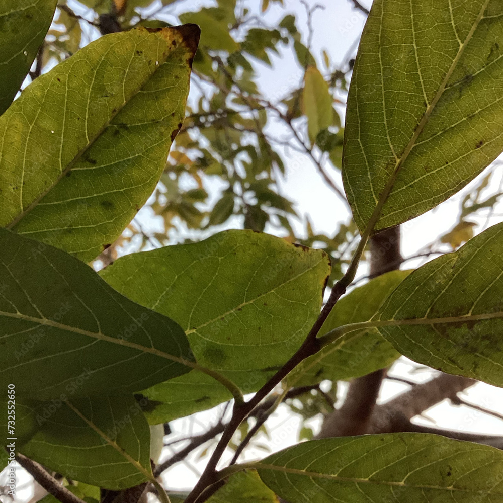 green leaves on a tree green leaves on a tree