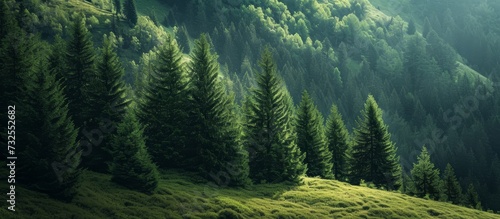 A beautiful natural landscape with a lush green forest, including plant species like larch trees, covers the grassy hillside in the mountains. photo