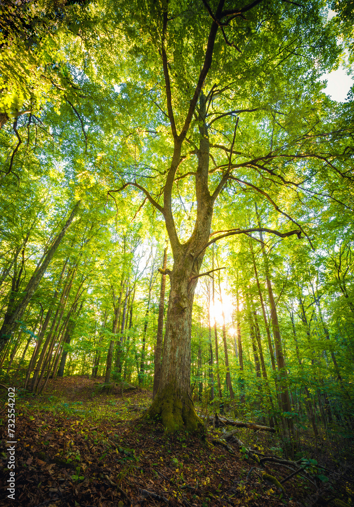 Naklejka premium sun rays in the forest