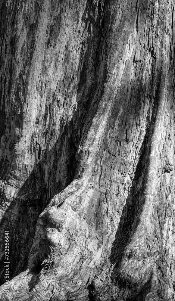 Closeup Background of a Vintage Banyan Tree Trunk.
