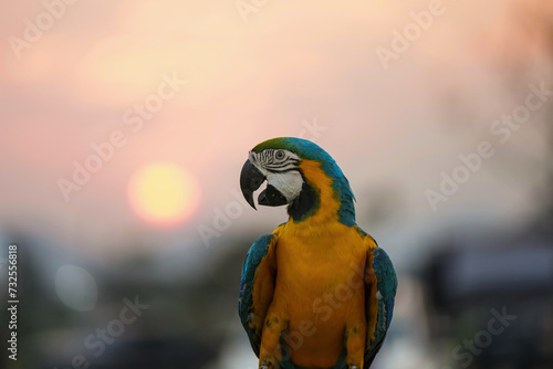 blue and gold macaw free flying parro photo