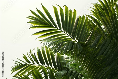 Palm leaves background, Green leaves of palm tree on white background