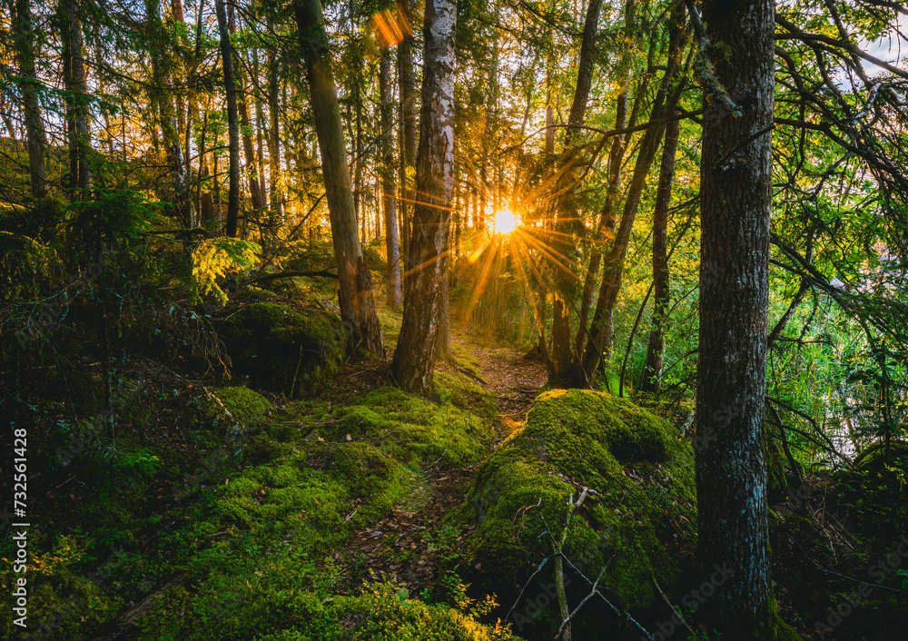 Fototapeta premium sunset in the forest