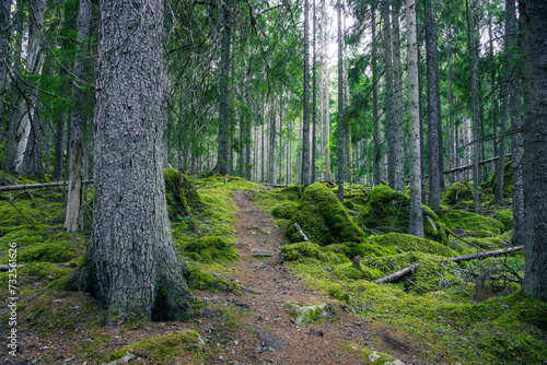 Ycke Nature reserve in Sweden old forest