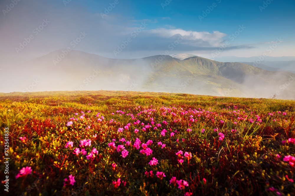 Magical fields of blooming rhododendron flowers in the highlands. Carpathians, Chornohora National Park, Ukraine.