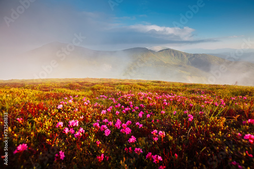 Magical fields of blooming rhododendron flowers in the highlands. Carpathians  Chornohora National Park  Ukraine.