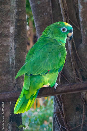 Southern mealy amazon or southern mealy parrot (Amazona farinosa farinosa), Rurrenabaque, Beni, Bolivia photo