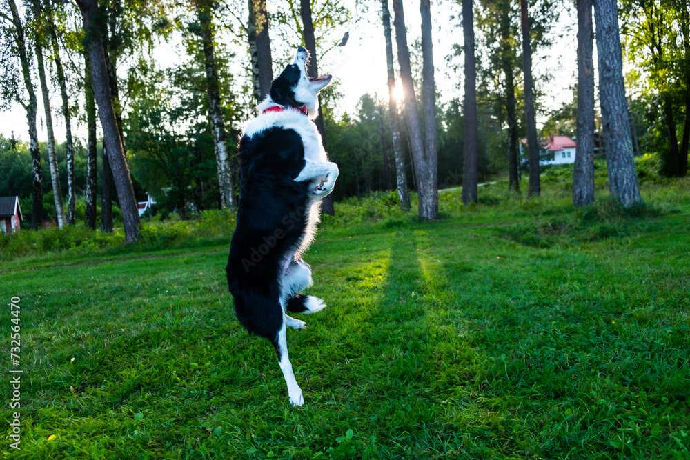 A black and white dog jumps. Green nature. Sunny day with a pet dog