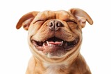 In a wide-angle composition, a jubilant French Bulldog beams with happiness, its infectious smile and tongue protruding in playful delight against a clean white background.