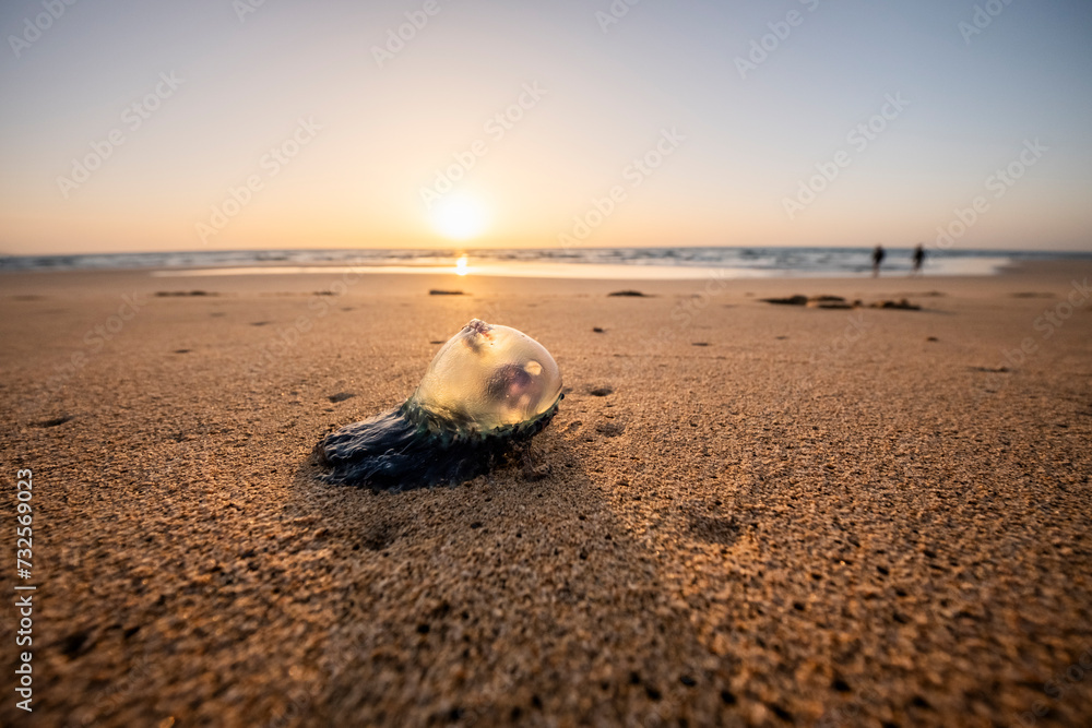 Obraz premium Medusa en la arena de la playa