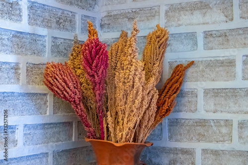 Quinoa harvest, Uyuni Salt Flats, Bolivia. The altitude, soil and climate of the rgion are ideal for the priduction of high quality quinoa. photo