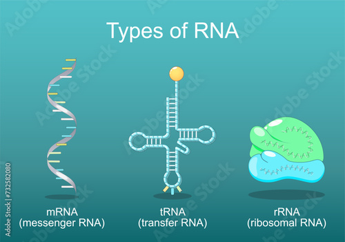 Types of RNA
