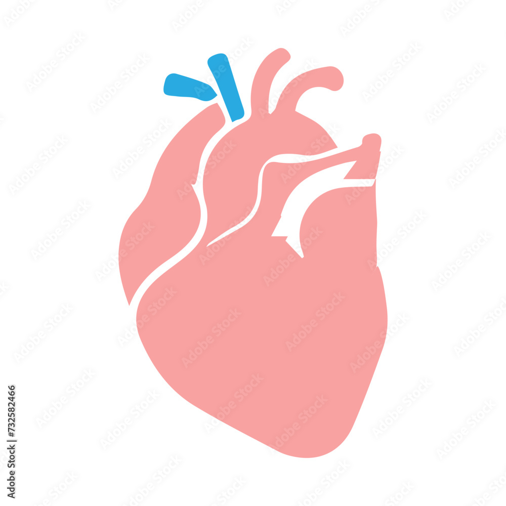 human heart organ human heart organ
