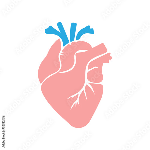 human heart organ