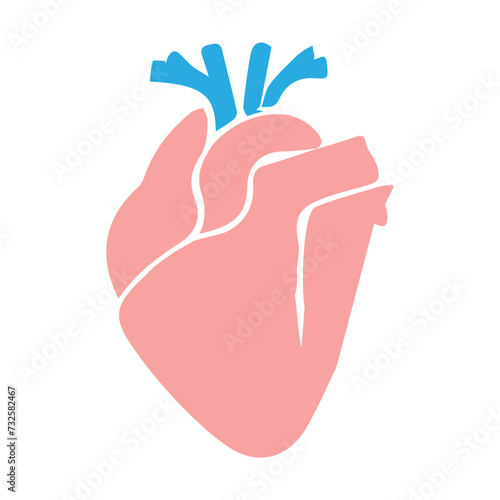 human heart organ