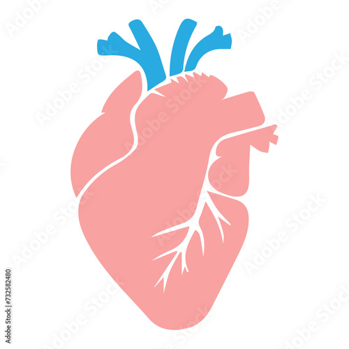 human heart organ