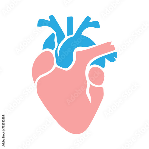 human heart organ