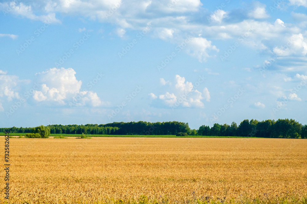 Expansive view of ripe wheat, ready for harvest, under a sunny sky.