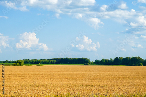 Expansive view of ripe wheat  ready for harvest  under a sunny sky.