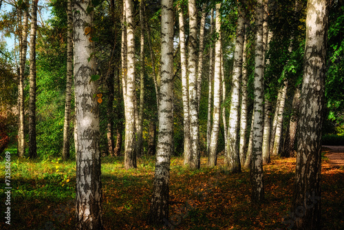 A forest of tall  white birch trees with peeling bark  surrounded by green foliage under the soft sunlight.