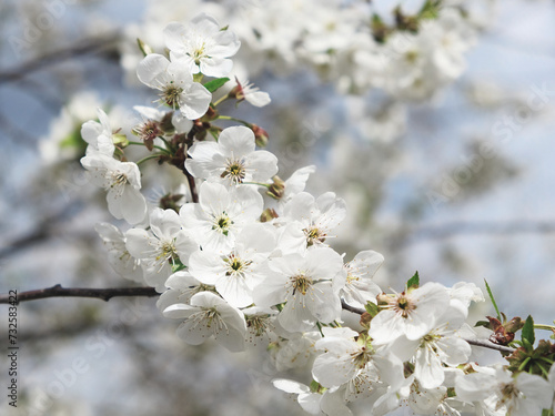 A branch adorned with white blossoms under the clear sky.