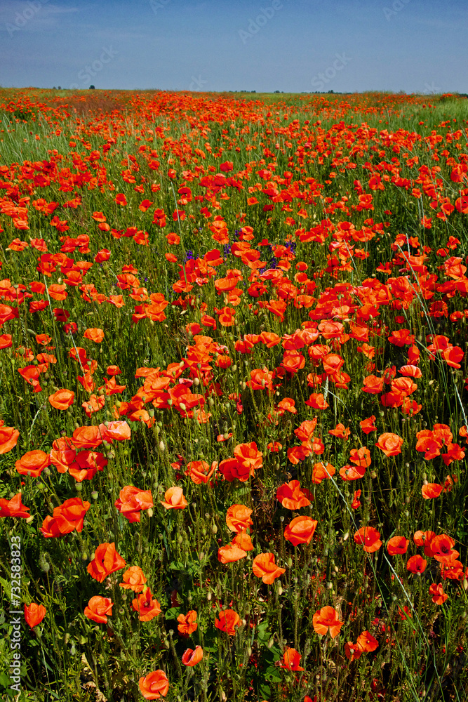 Red poppies bloom vibrantly amidst tall green grasses, contrasting the expansive blue sky.
