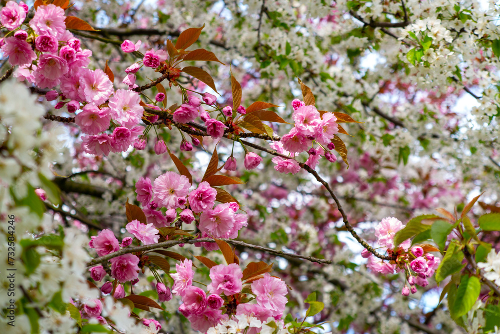 spring time, sakura and bird cherry, Prunus, trees in bloom spring time, sakura and bird cherry, Prunus, trees in bloom
