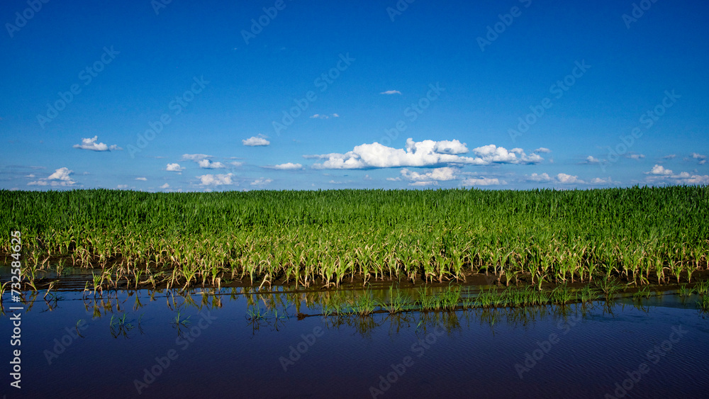 A flooded agricultural field with healthy green plants.