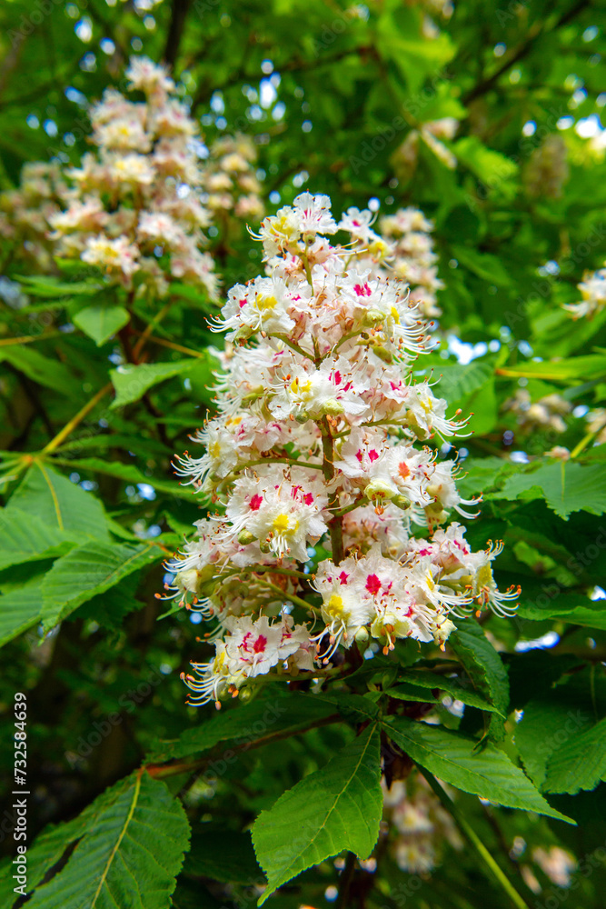 spring time, chestnut blossom, Aesculus hippocastanum, horse chestnut spring time, chestnut blossom, Aesculus hippocastanum, horse chestnut