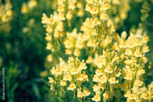 A close-up of yellow flowers with green stems, bathed in sunlight, showcasing their vibrant colors and delicate petals.