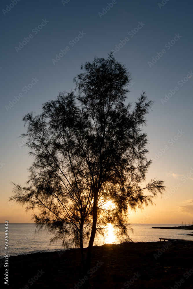 Silhouette of a tree at sunrise in the ocean. Bright sunlight rays through the tree Silhouette of a tree at sunrise in the ocean. Bright sunlight rays through the tree