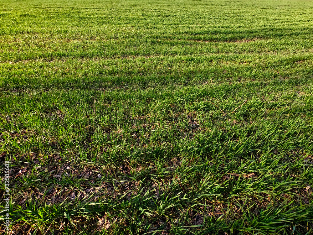 The image depicts a lush green grass field, illuminated by sunlight casting shadows and highlighting the texture of the grass. The image depicts a lush green grass field, illuminated by sunlight casting shadows and highlighting the texture of the grass.