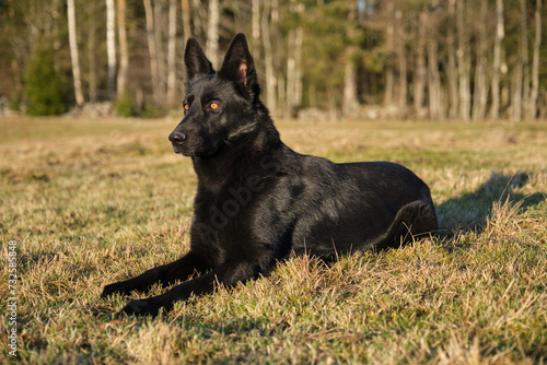 beautiful black German Shepherd she-dog in a meadow in Sweden countryside