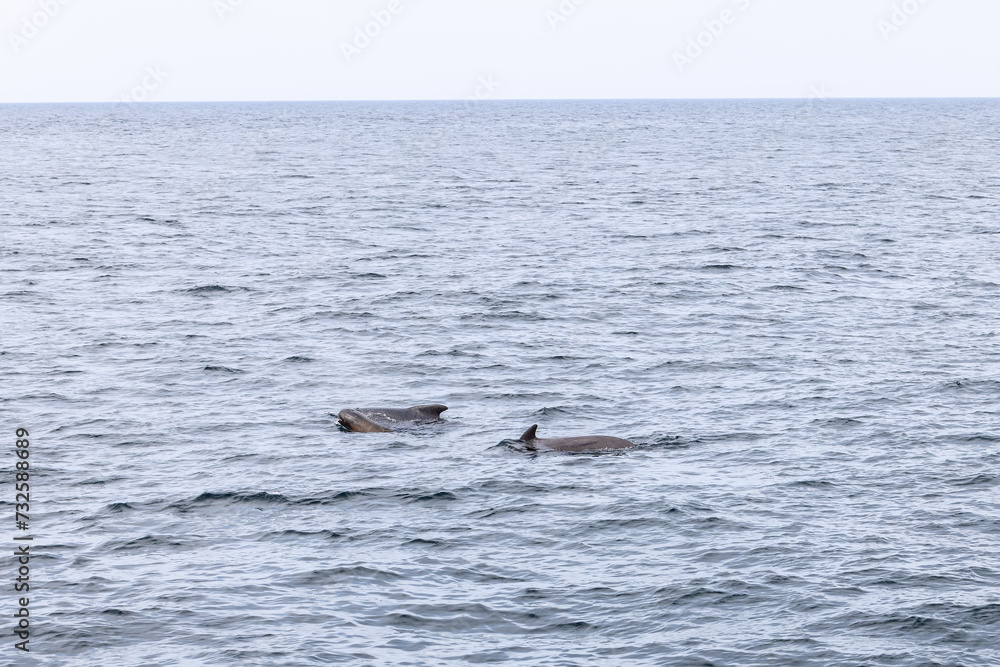 Naklejka premium A family of pilot whales forges through the grey waters of the Norwegian Sea, with the distant shores of the Lofoten Islands near Andenes
