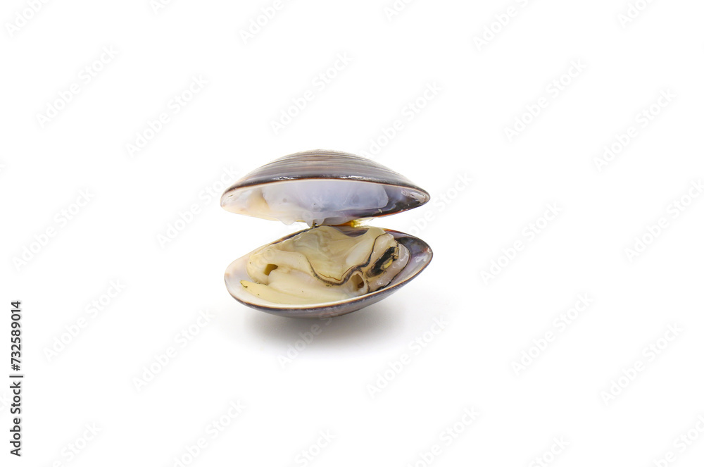 Closed up fresh baby clams, venus shell, shellfish, carpet clams, short necked clams, as raw food from the sea are the seafood ingredients. fresh clams isolated on white background. Closed up fresh baby clams, venus shell, shellfish, carpet clams, short necked clams, as raw food from the sea are the seafood ingredients. fresh clams isolated on white background.