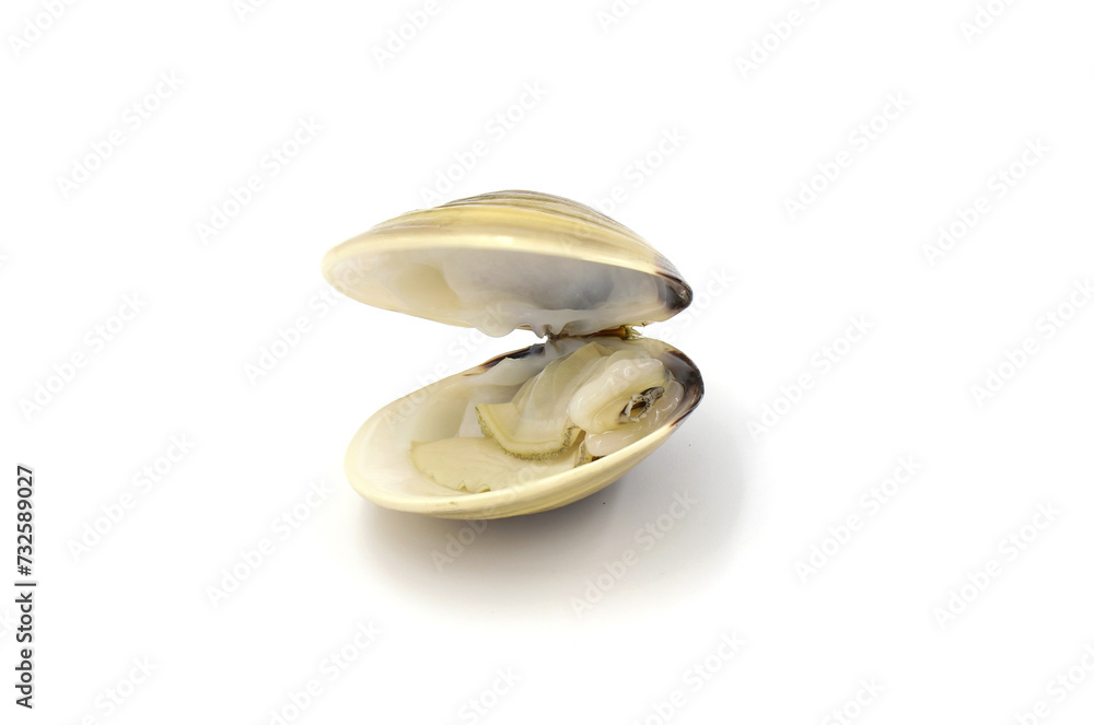 Closed up fresh baby clams, venus shell, shellfish, carpet clams, short necked clams, as raw food from the sea are the seafood ingredients. fresh clams isolated on white background. Closed up fresh baby clams, venus shell, shellfish, carpet clams, short necked clams, as raw food from the sea are the seafood ingredients. fresh clams isolated on white background.