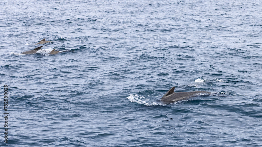 Fototapeta premium The deep blue of the Norwegian Sea is punctuated by a group of pilot whales (Globicephala melas) their dorsal fins cutting a stark line in the ocean vastness