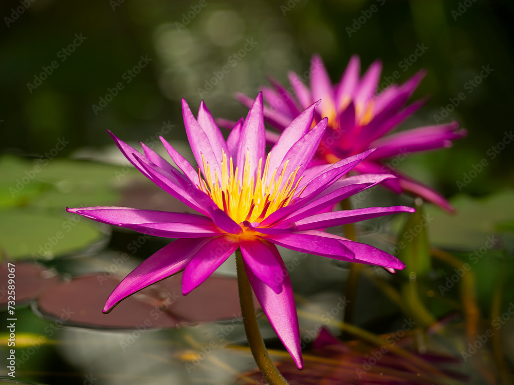 Nymphaea rosea. Purple Lucent water lily . Botanical photo of pink lotus Nymphaea rosea. Purple Lucent water lily . Botanical photo of pink lotus