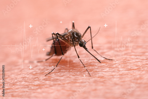 A mosquito that carries dengue fever and Zika virus is sucking blood on a person's skin. © 418studio