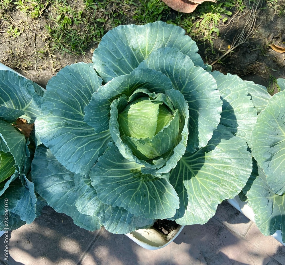 Fototapeta premium Close-up view of green Chinese cabbage under sunlight. 