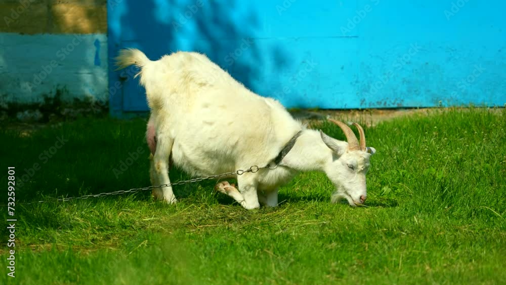 nubian goat eating on the farm. Farm animal concept. Goat grazing near farm. Food concept nubian goat eating on the farm. Farm animal concept. Goat grazing near farm. Food concept