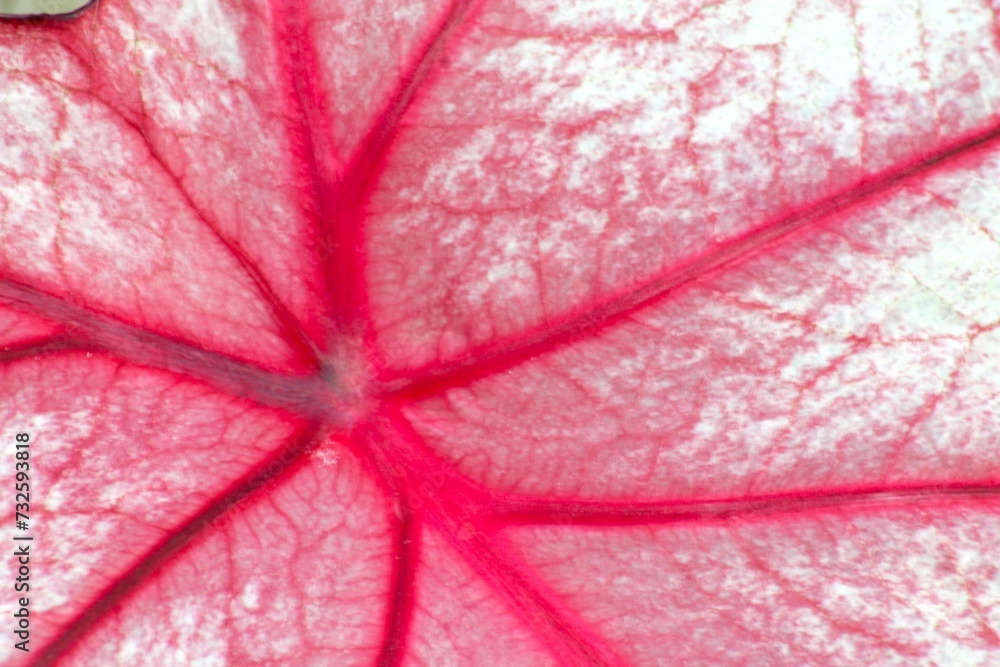 Fototapeta premium Pflanze